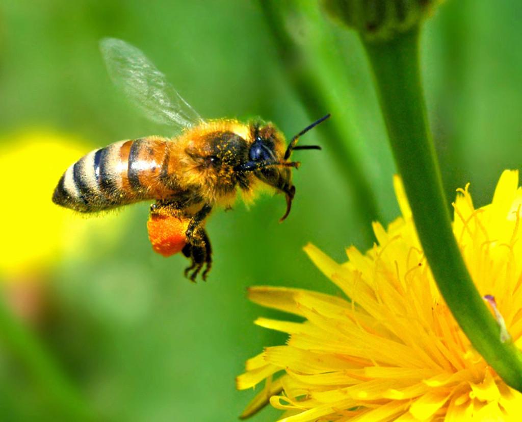 The Beewildering Case of Disappearing Bees