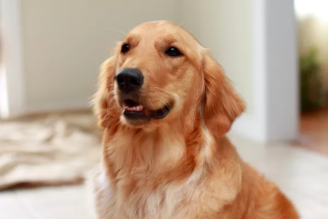 Man’s Best Friend: Dogs Can Tell What You’re Feeling?