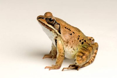 Wood frog photographed at the National Aquarium in Baltimore.